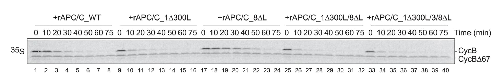 Open access visualization of Gel, Cyclin B Destruction Assay, Anaphase Extracts, Xe-APC/C-Depleted Extracts, Loop-Deficient rAPC/Cs