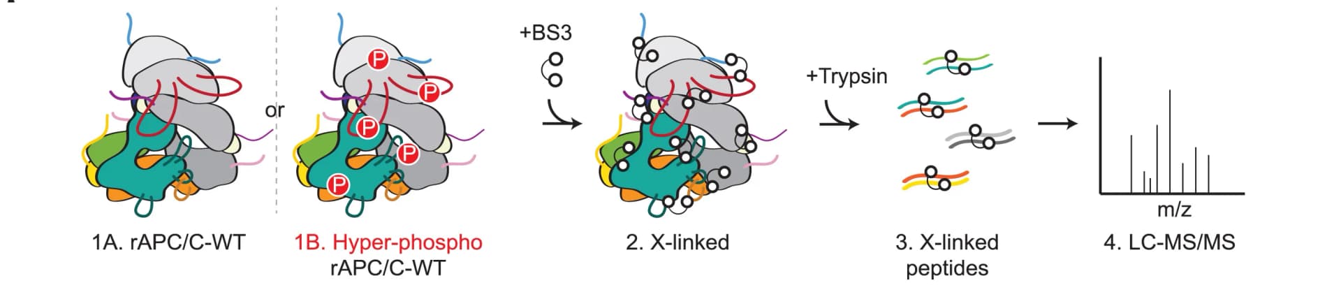 Open access visualization of Workflow, Illustration, Bar Plot, Crosslinking Mass Spectrometry, Phosphorylation