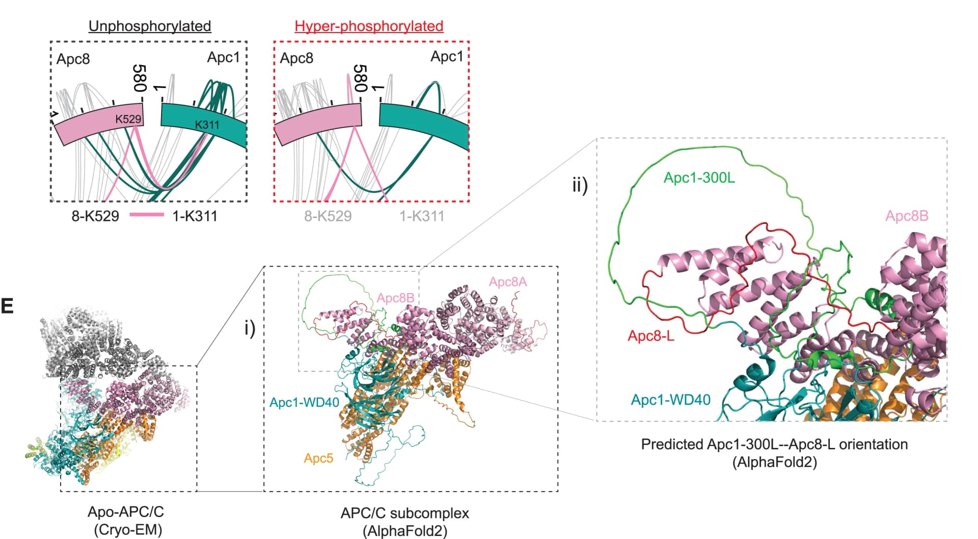 Open access visualization of Protein Structure, Apc8-Apc1 Crosslinks, Phosphorylation, APC/C