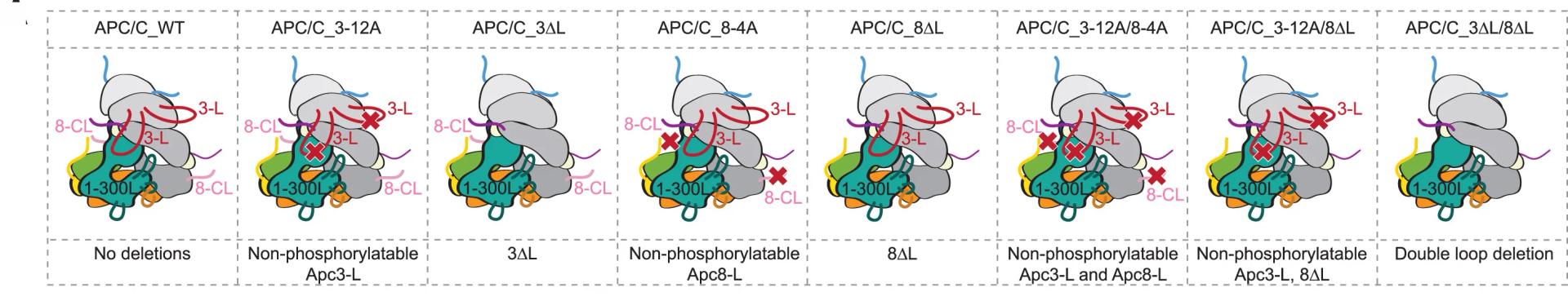 Open access visualization of Illustration, Loop-Deficient Mutants, Non-Phosphorylatable Mutants, rAPC/C Mutants
