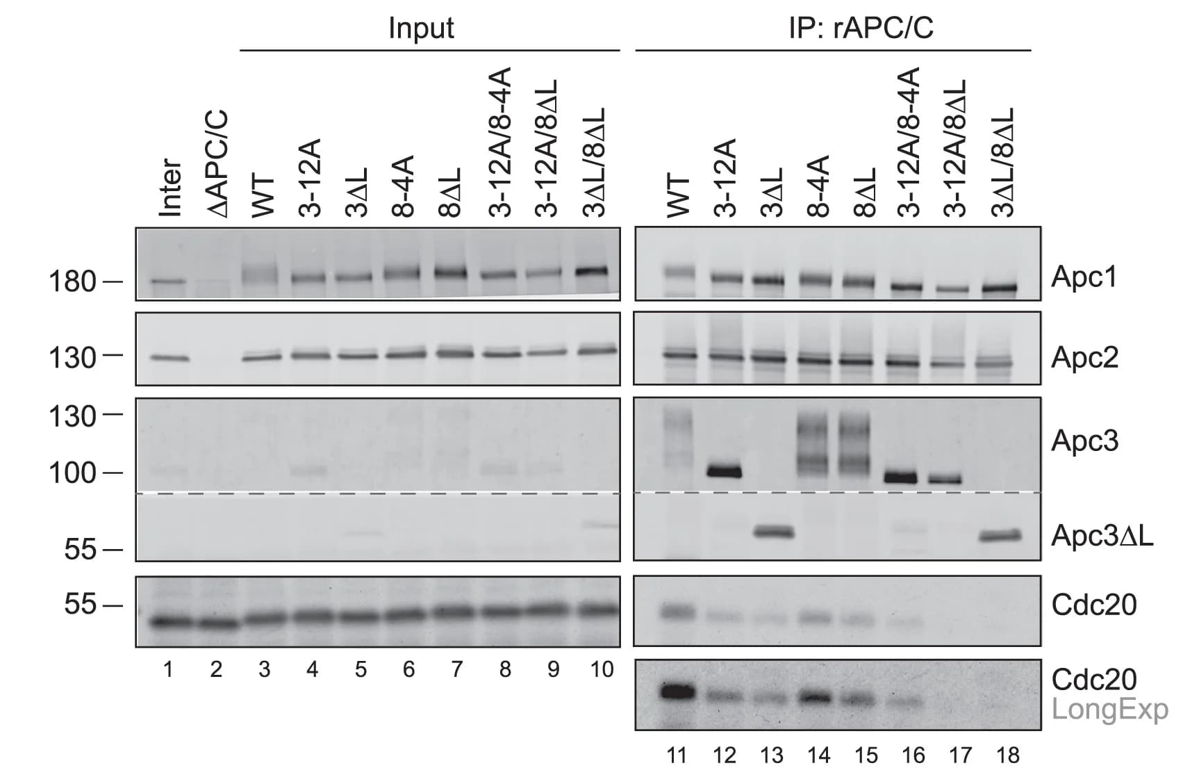 Open access visualization of Gel, Mitotic Cdc20 Binding Assay, APC/C, Xenopus Egg Extracts, Loop-Deficient rAPC/Cs