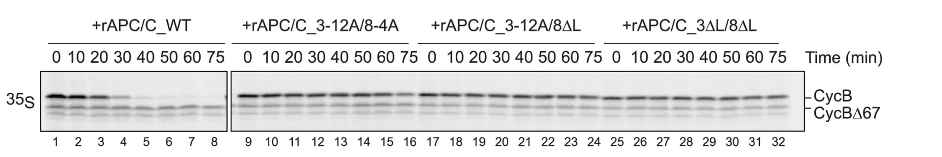 Open access visualization of Gel, Anaphase Cyclin B Destruction Assay, APC/C, Loop-Deficient rAPC/Cs, APC/C Substrate