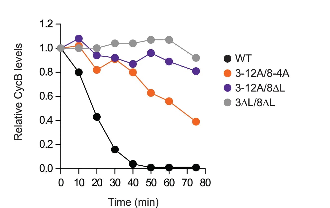 Open access visualization of Line Plot, Anaphase Cyclin B Destruction Assay, APC/C, Loop-Deficient rAPC/Cs, APC/C Substrate