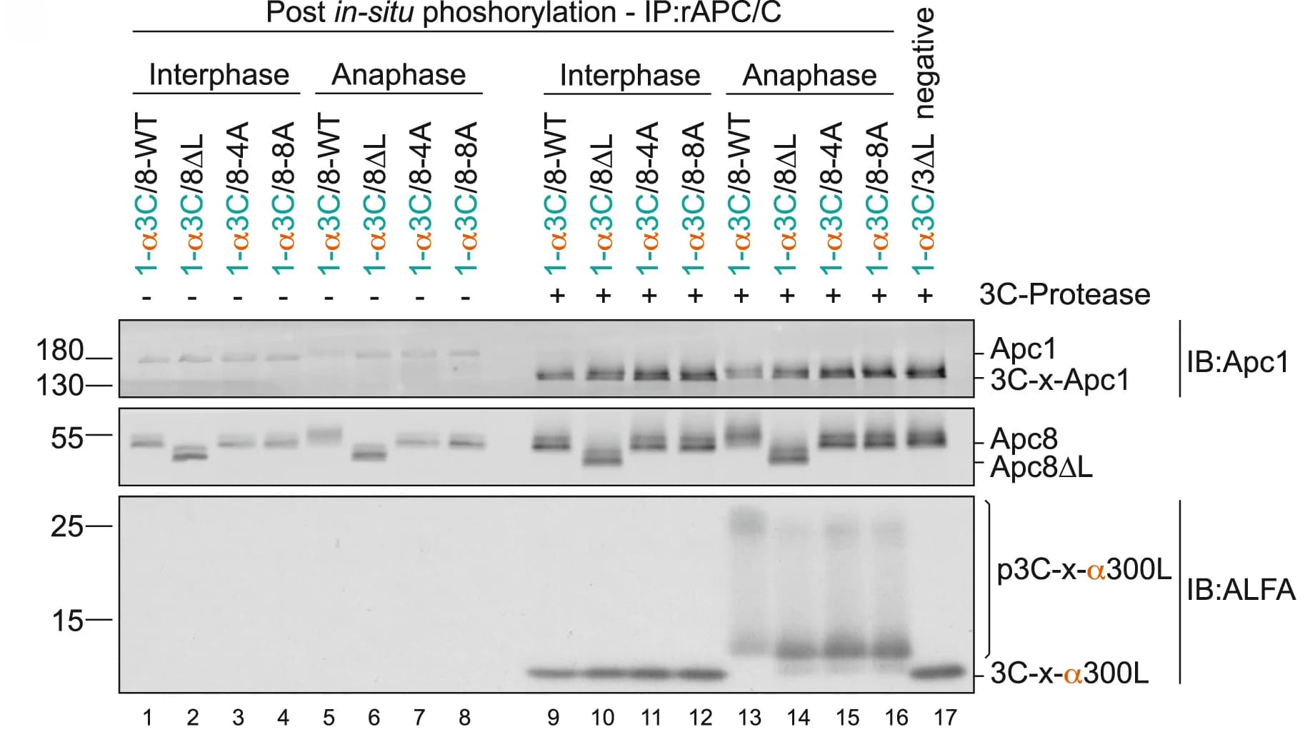 Open access visualization of Gel, rAPC/Cs, Apc8, ALFA-Apc1-300L, Anaphase Extracts
