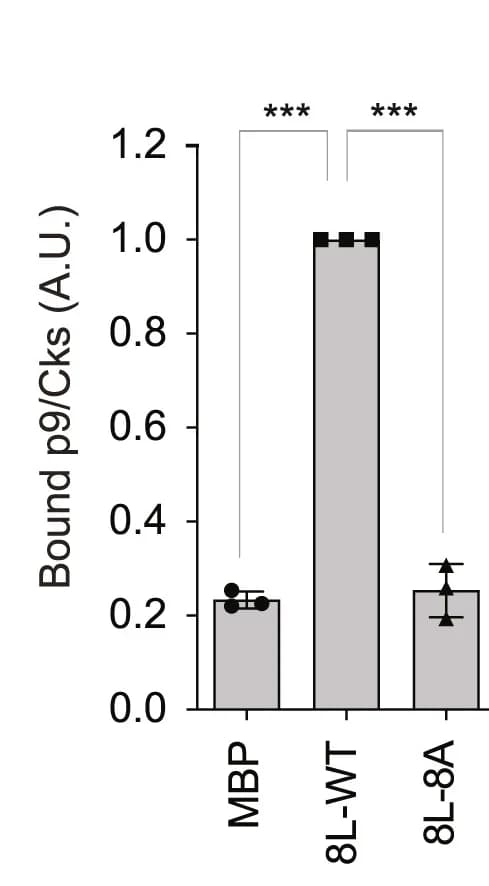 Open access visualization of Bar Plot, Error Bars, In Vitro, Xe-p9/Cks2, MBP-tagged Apc8-L Fragments