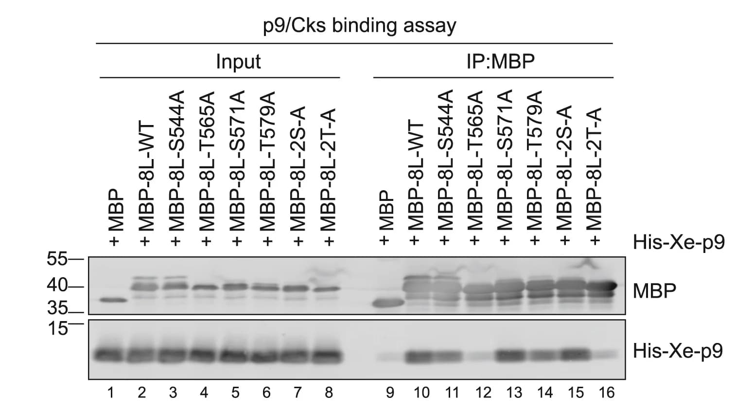 Open access visualization of Gel, In Vitro, Xe-p9/Cks2, MBP-tagged Apc8-L Fragments, Representative Images