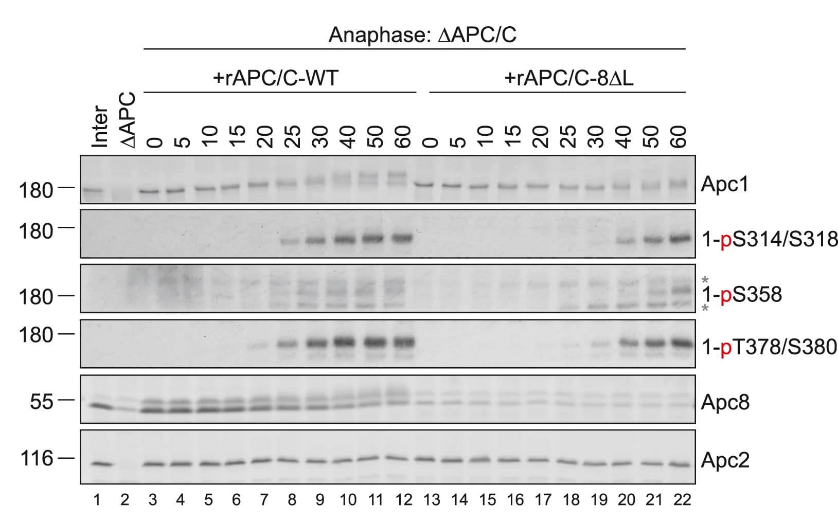 Open access visualization of Gel, Anaphase Phosphorylation Assay, APC/C Phospho-activation, Apc8-L Deletion, Interphase Xenopus Extracts