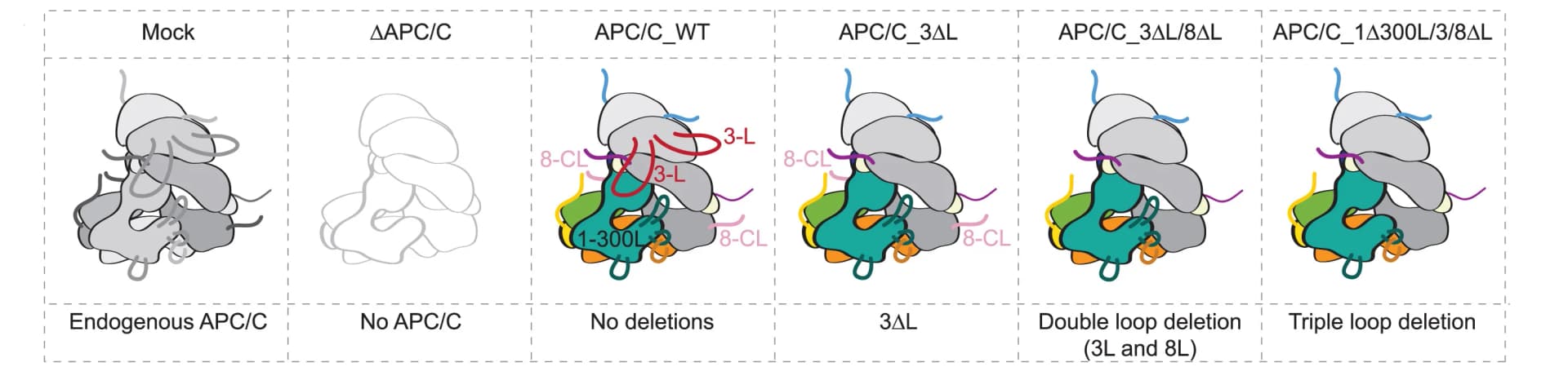 Open access visualization of Illustration, Chemical Structure, APC/C, Egg Extract