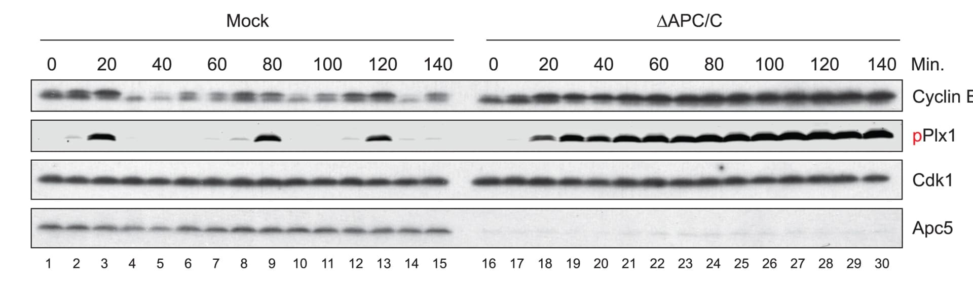 Open access visualization of Gel, Xenopus, Egg Extracts, APC/C, Cell Cycle