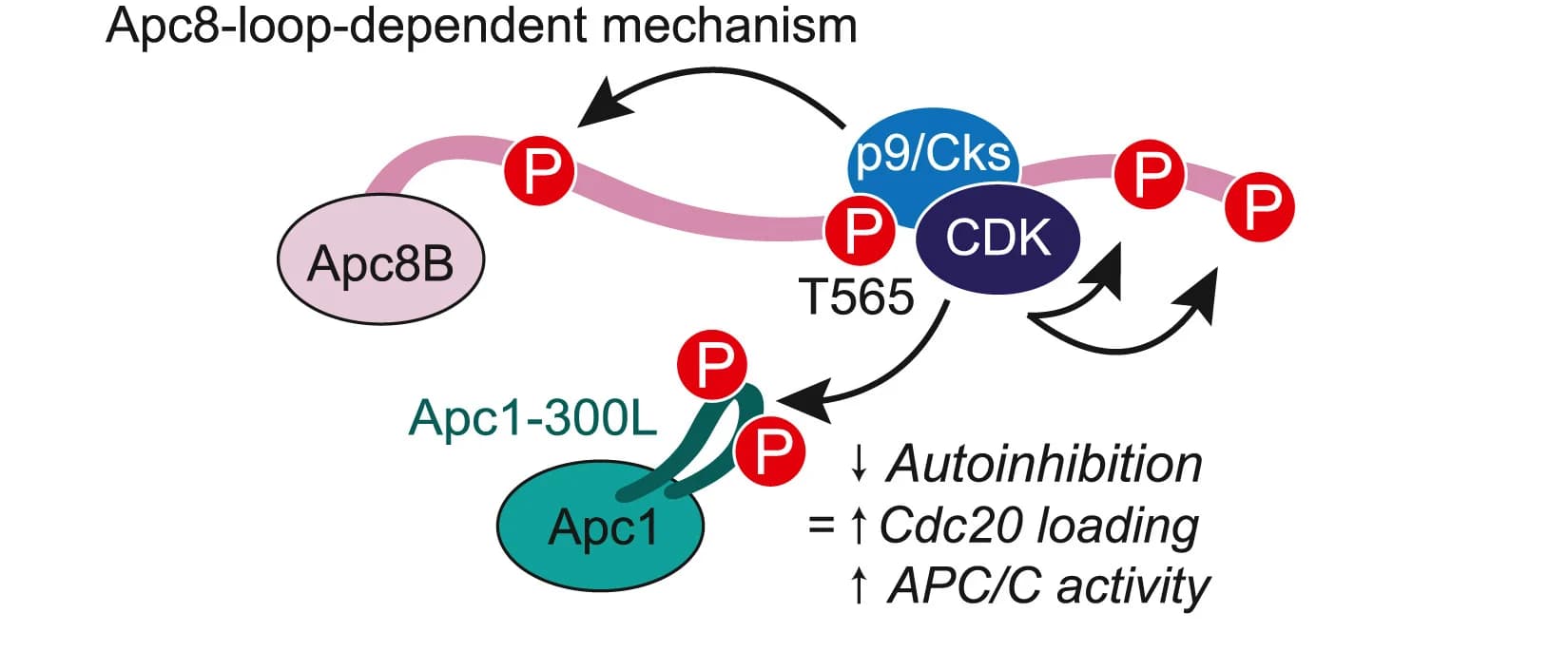 Open access visualization of Workflow, Flowchart, Illustration, APC/C Activation, Apc8-loop