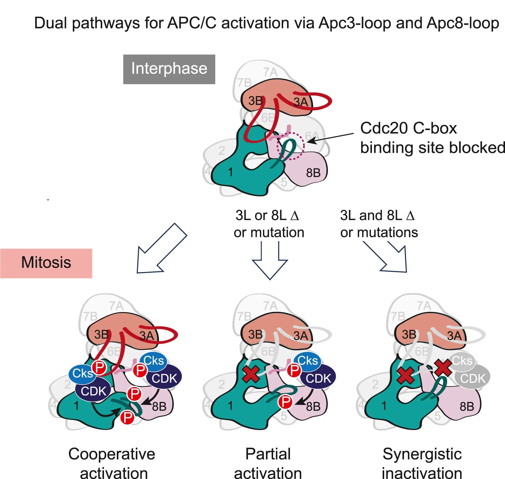 Open access visualization of Workflow, Illustration, APC/C Activation, Apc3-L, Apc8-L
