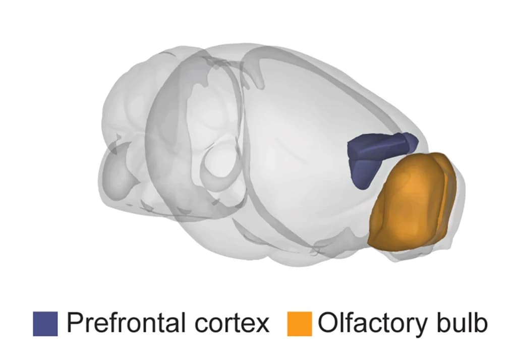 Open access visualization of 3D Plot, Extracellular Recordings, PFC, OB, Mouse