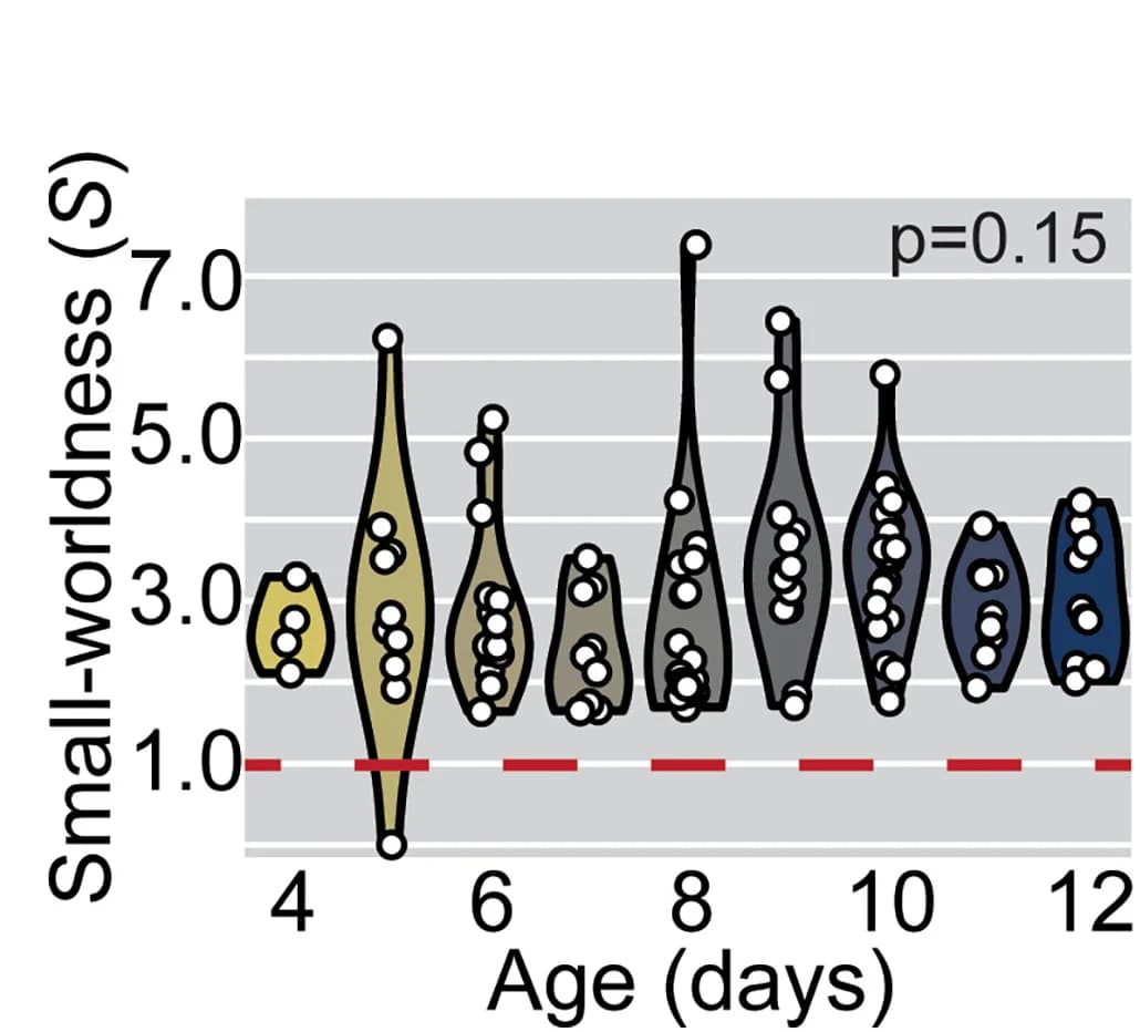 Open access visualization of Violin Plot, Scatter Plot, Small-Worldness, Age, Probability Density