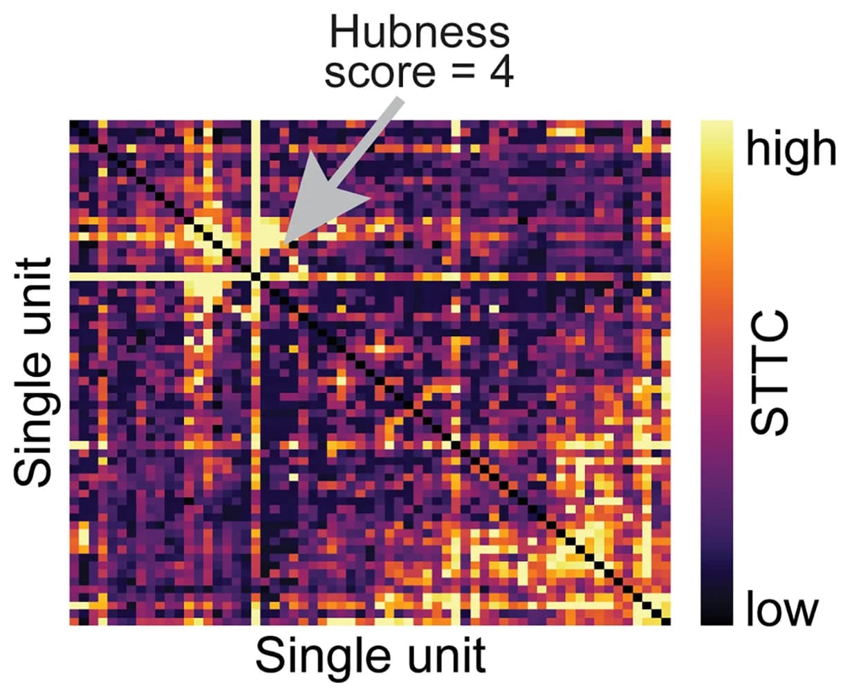 Open access visualization of Heatmap, Weighted Adjacency Matrix, STTC, Prefrontal Cortex, P10 Mouse