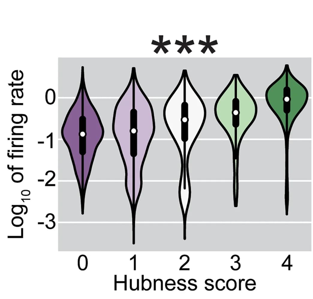 Open access visualization of Violin Plot, Log-transformed Firing Rate, Neuron, Hubness Score, Median
