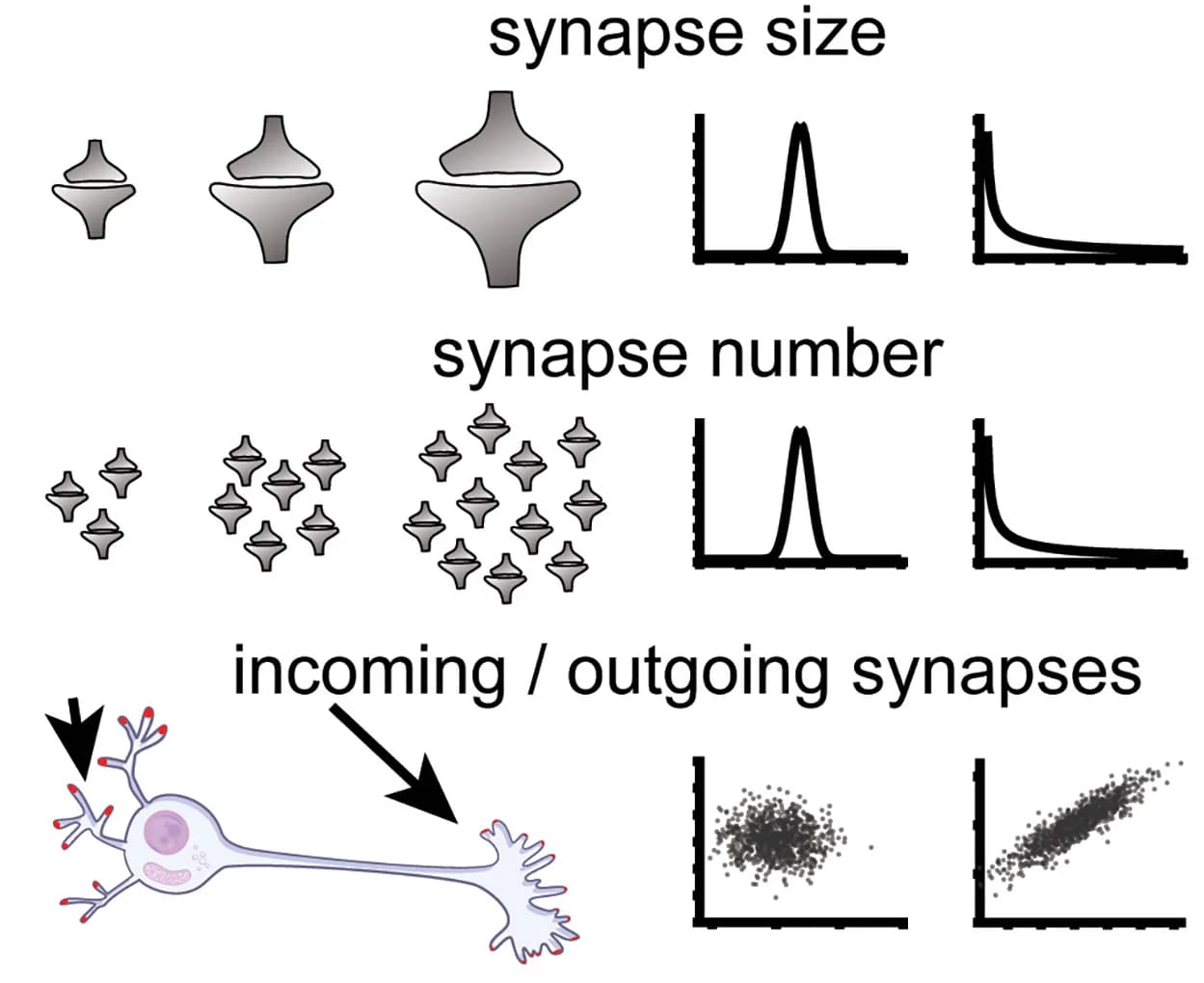 Open access visualization of Illustration, Line Plot, Scatter Plot, Synaptic Parameters