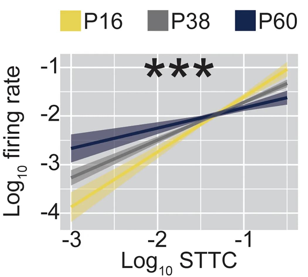 Open access visualization of Line Plot, Error Bars, STTC, Firing Rate, Mice