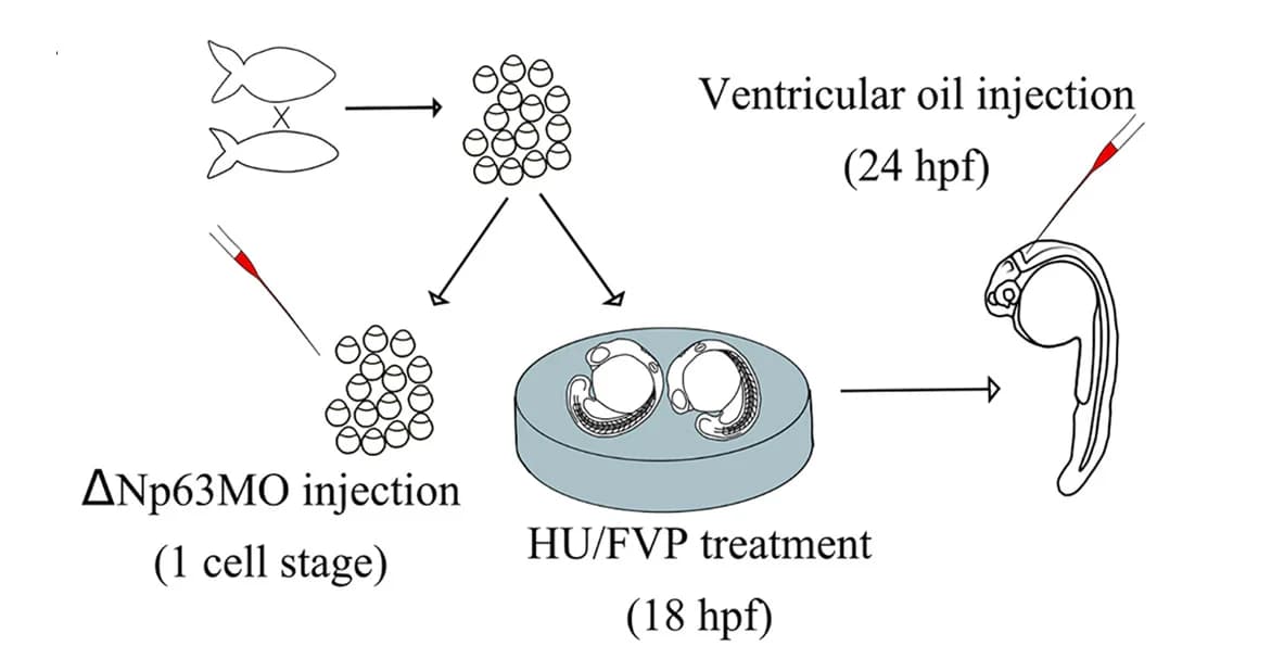 Open access visualization of Workflow, Flowchart, Illustration, Schematic, Proliferation Inhibition