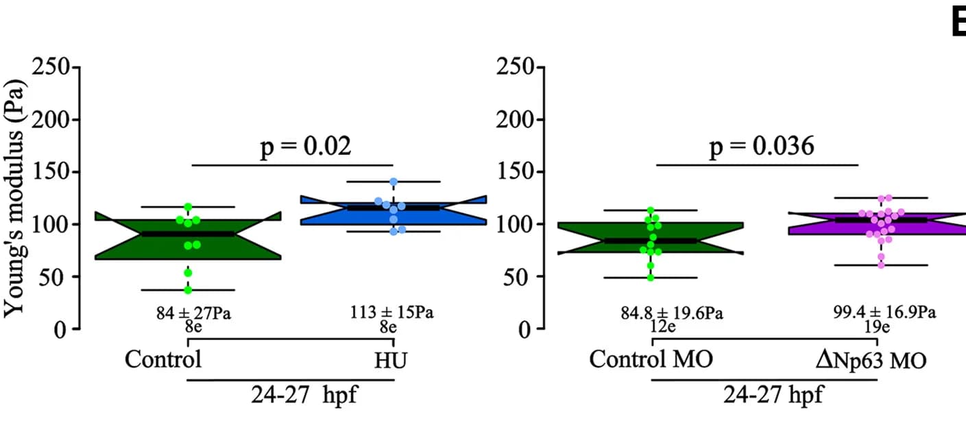 Open access visualization of Violin Plot, Box Plot, Scatter Plot, Young’s Modulus, Epidermis