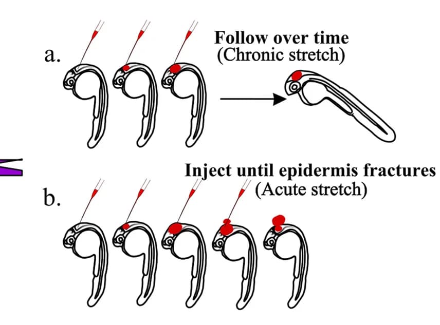 Open access visualization of Workflow, Illustration, Schematic, Chronic Stretch, Acute Stretch