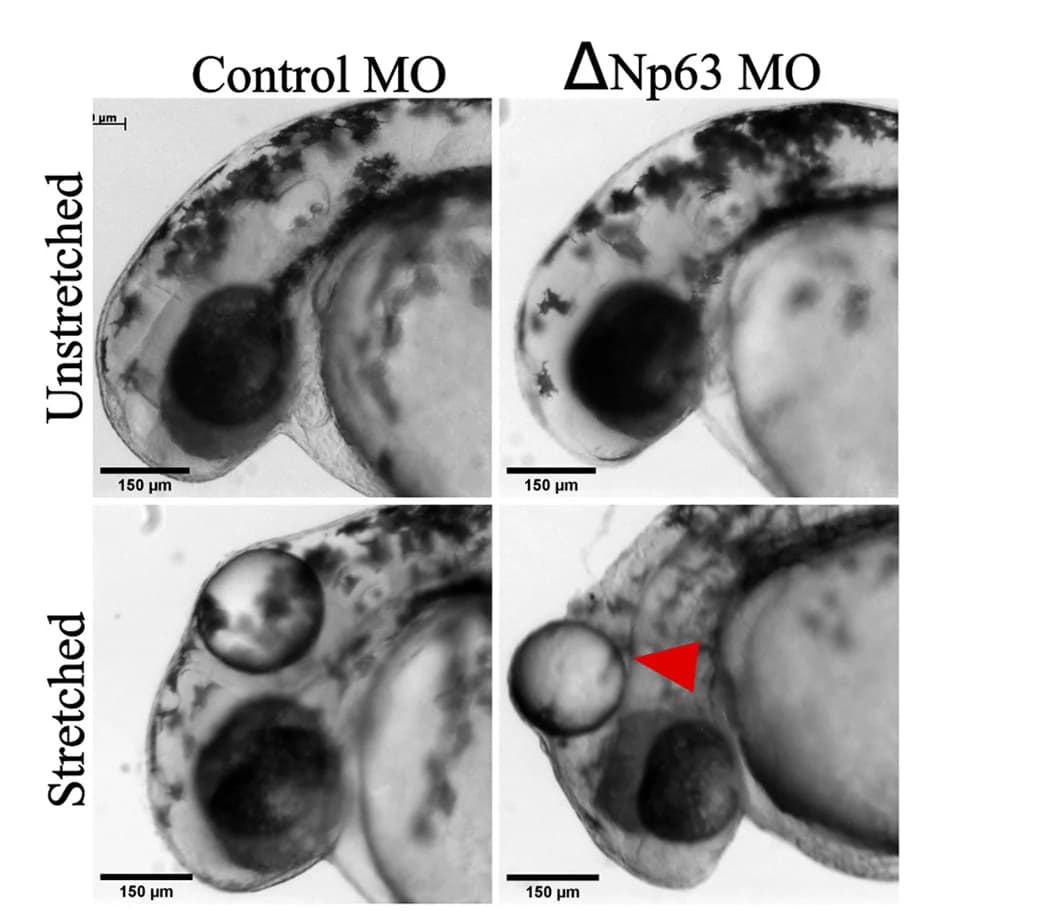 Open access visualization of Microscopy, Bright-Field Images, Zebrafish Larvae, Epidermal Deformation, Embryos
