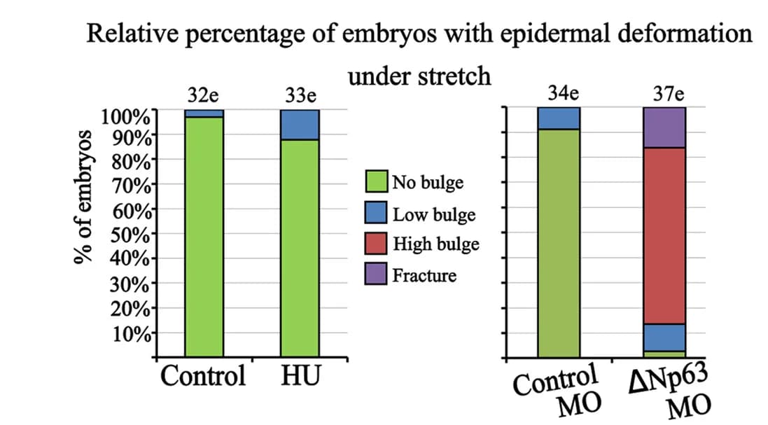 Open access visualization of Stacked Bar Plot, Bright-Field Images, Zebrafish Larvae, Epidermal Deformation, Embryos