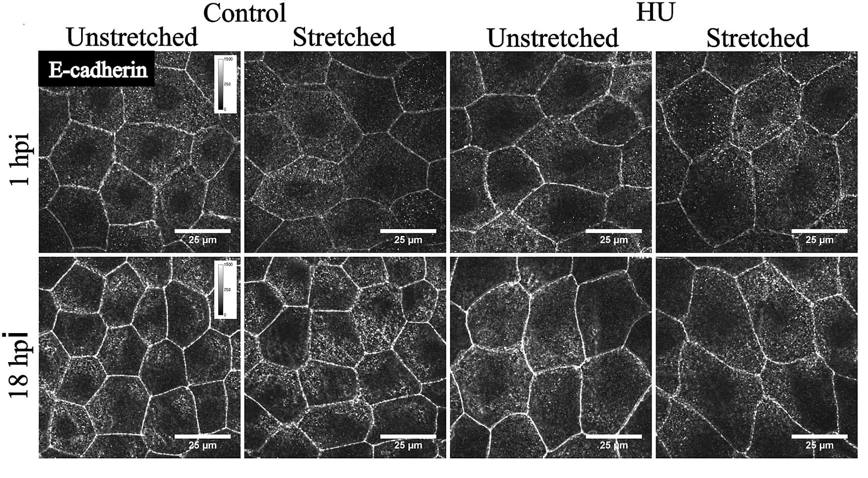Open access visualization of Microscopy, Confocal Micrographs, Boxplots, E-cadherin, Fluorescence Intensity