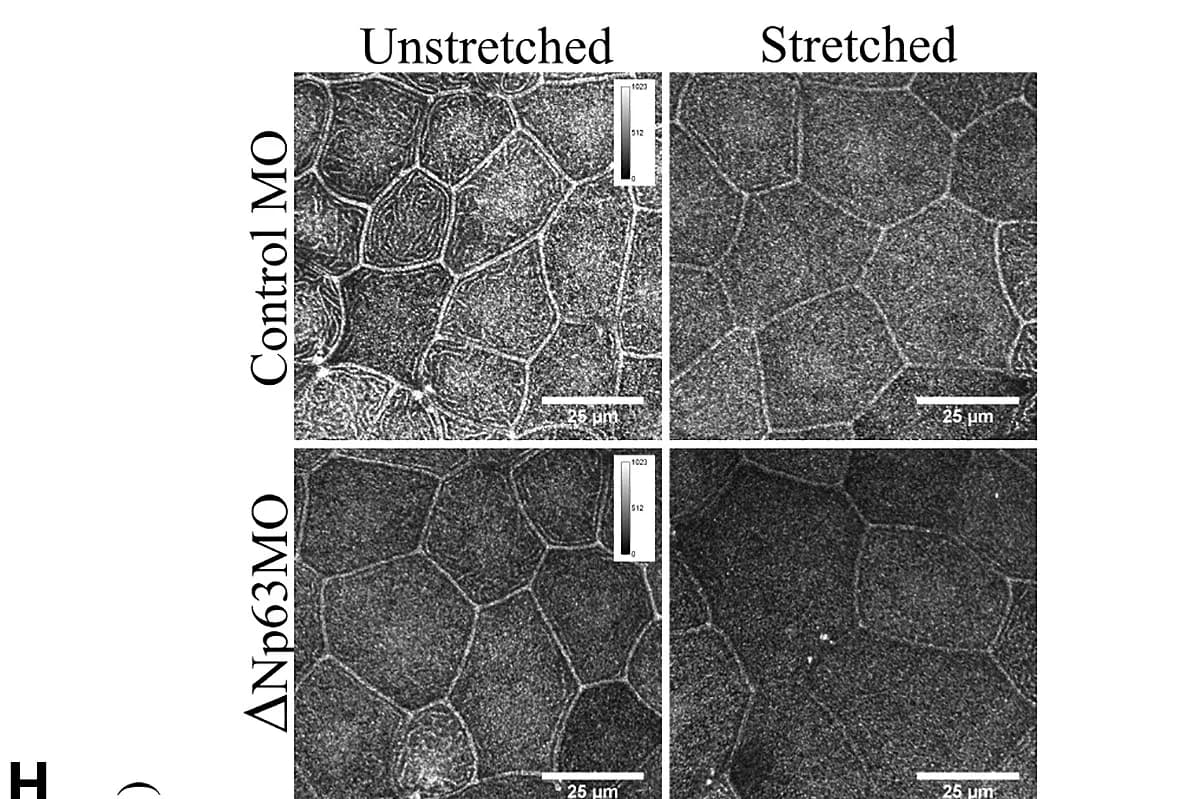 Open access visualization of Microscopy, Confocal Micrographs, Apical Ezrin Fluorescence Intensity, ΔNp63morphants