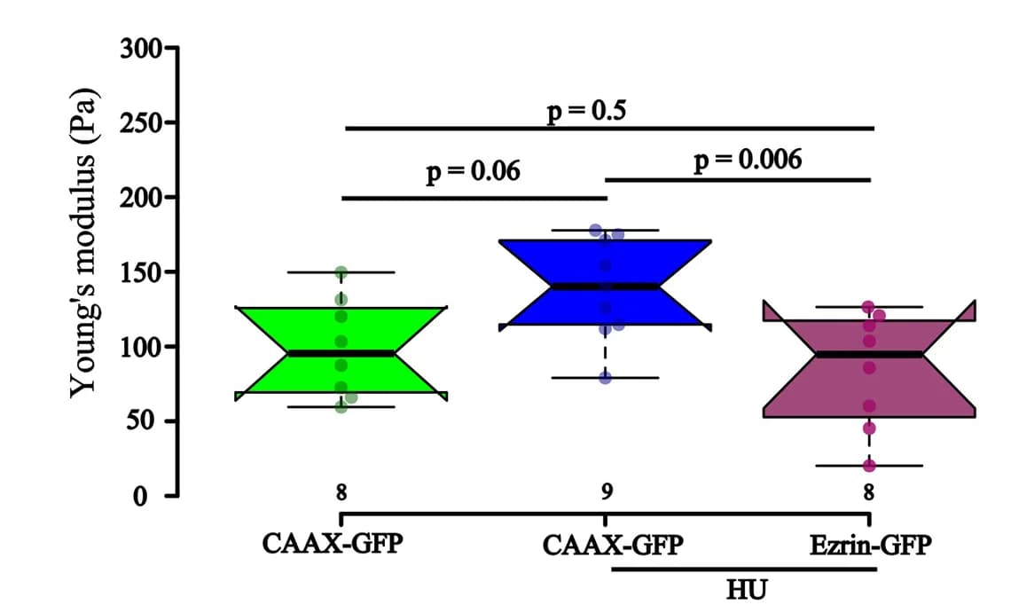 Open access visualization of Violin Plot, Box Plot, Scatter Plot, Boxplot, AFM Analysis