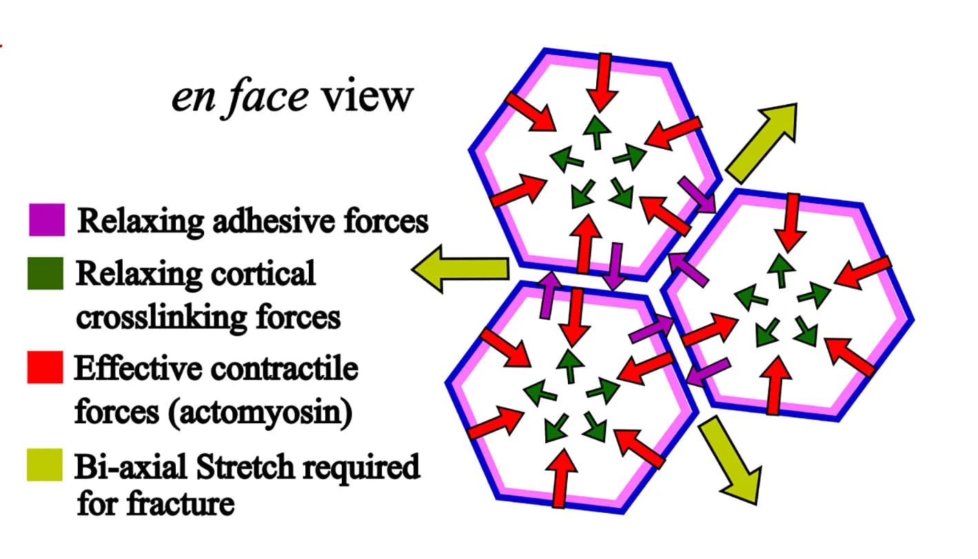 Open access visualization of Illustration, Epithelial Cells, Forces, Biaxial Stretch, Fracture