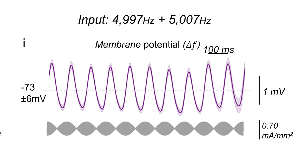 Open access visualization of Line Plot, Error Bars, Neural Membrane Potential, Sinusoidal Electrical Stimulation, Frequencies