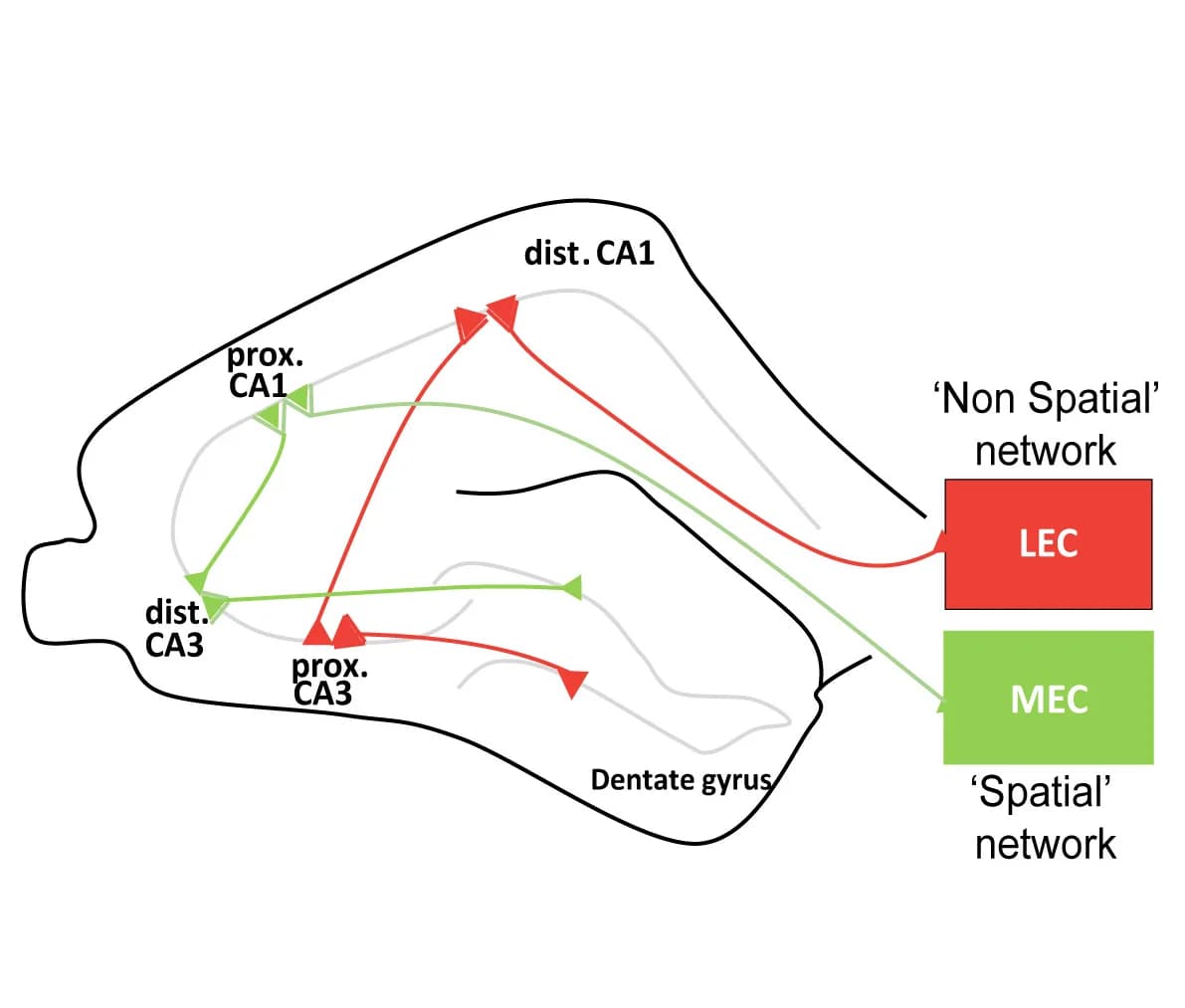 Open access visualization of Pathway, Illustration, Subnetworks, Spatial Information, Non-Spatial Information
