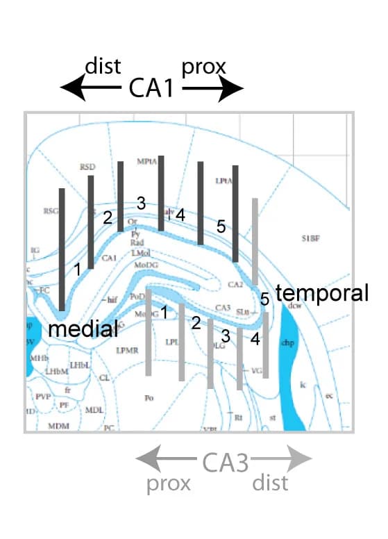 Open access visualization of Bar Plot, Anatomical Location, CA1, CA3, Neural Activities