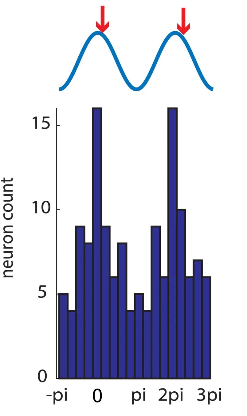 Open access visualization of Histogram, Line Plot, Theta Phases, CA3 Neurons, Distal CA1