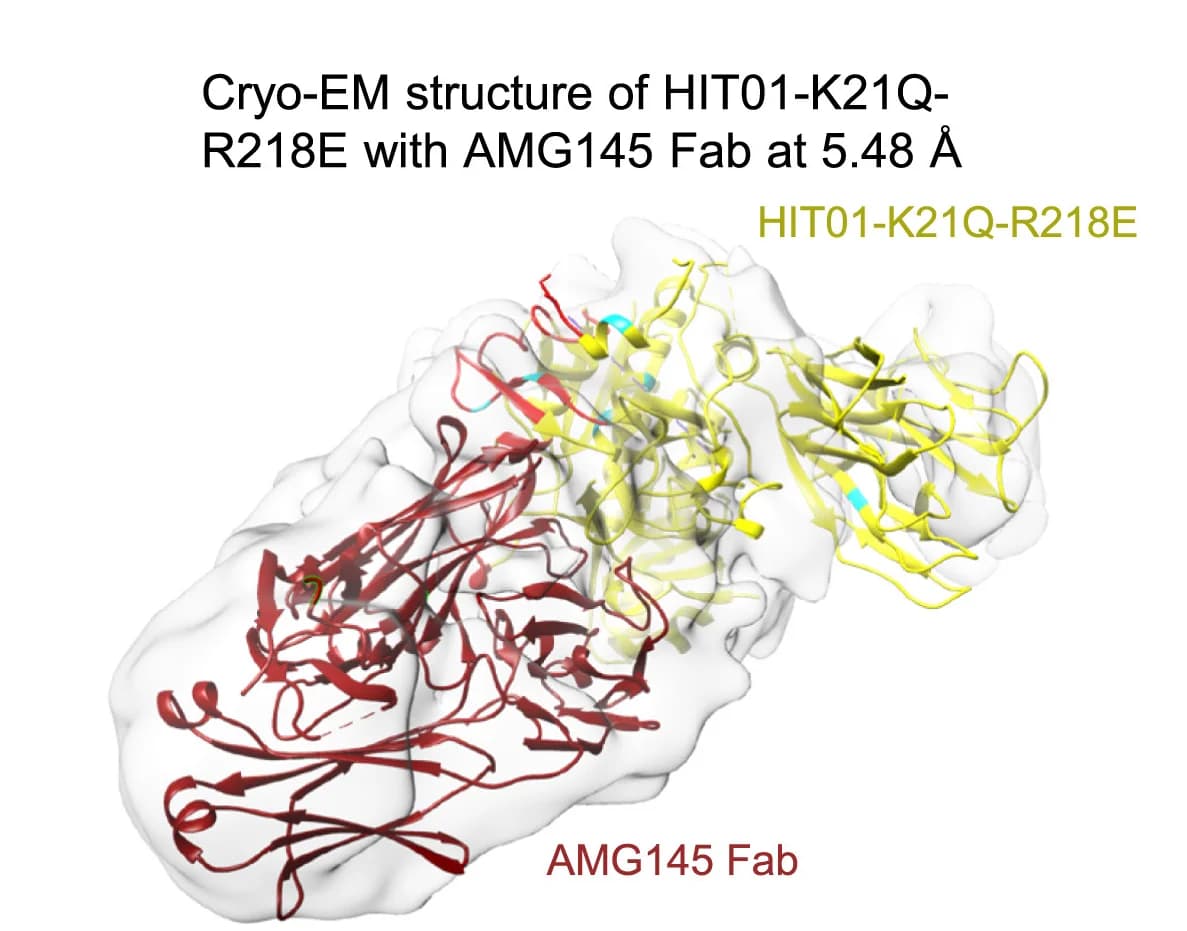 Open access visualization of Protein Structure, Cryo-EM Structure, HIT01-K21Q-R218E, AMG145 Fab, Atomic Model