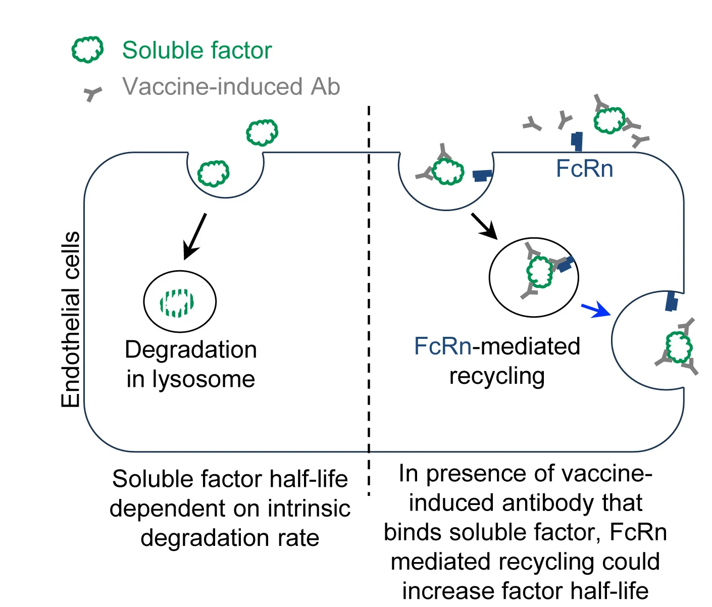 Open access visualization of Workflow, Illustration, Antibody, FcRn, Half-Life Extension