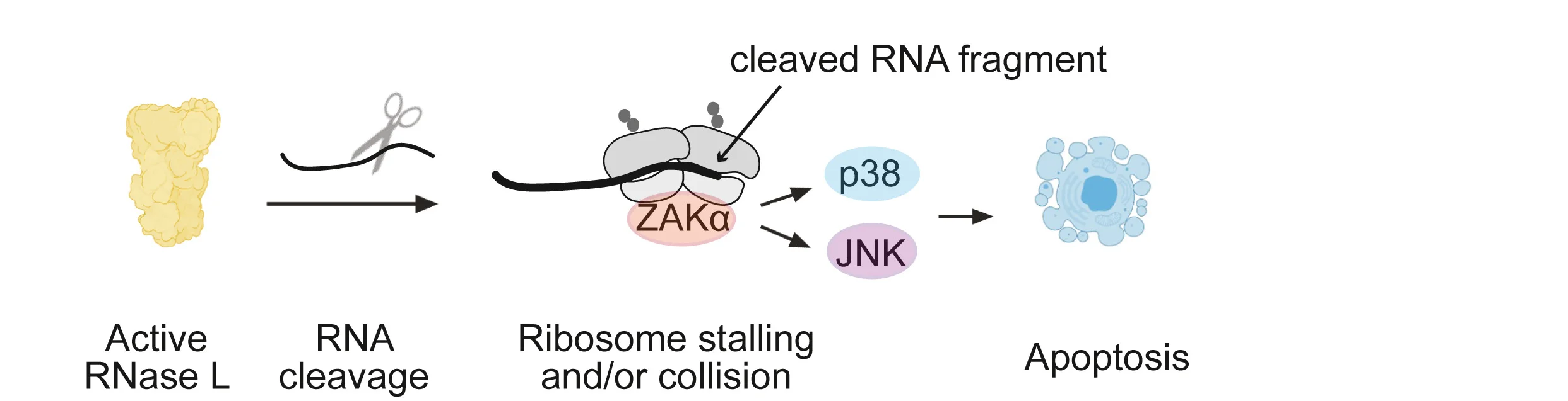 Open access visualization of Workflow, Illustration, JNK/p38 Pathway, RNase L, mRNAs