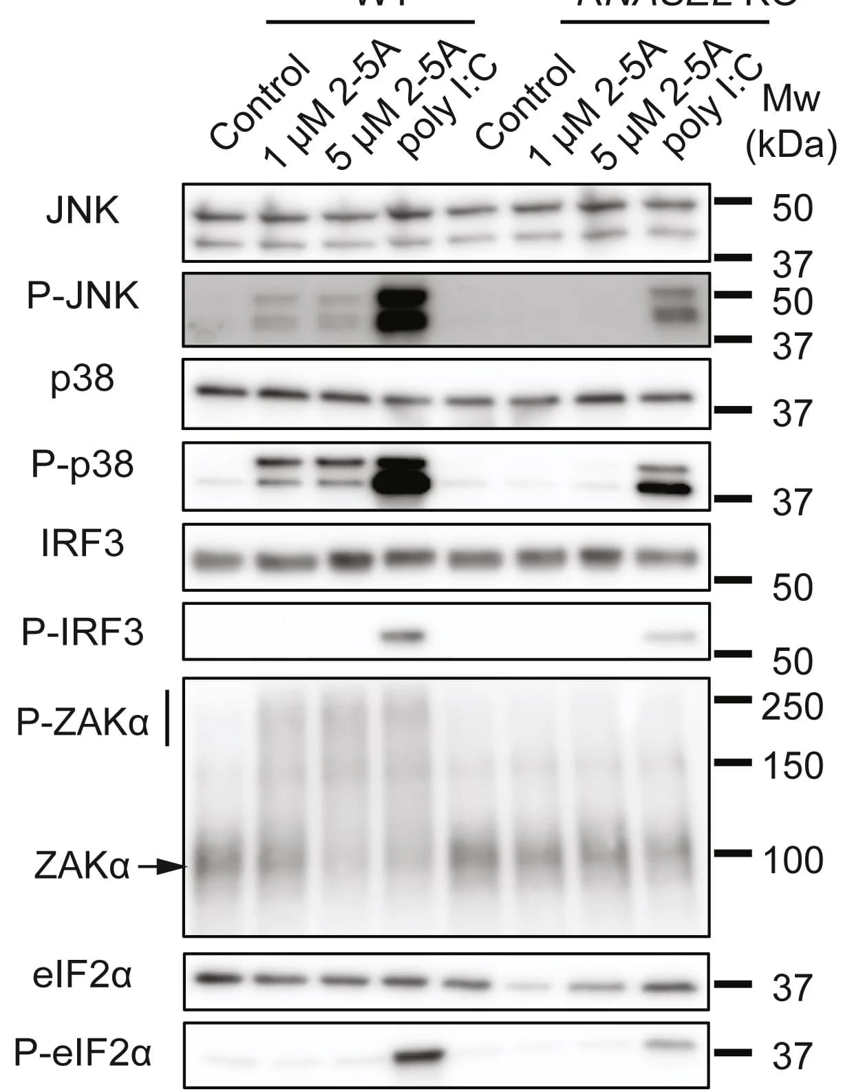 Open access visualization of Gel, OAS-RNase L Pathway, Phosphorylation, JNK, P38
