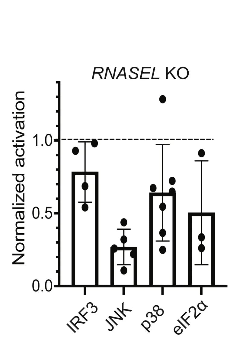 Open access visualization of Bar Plot, Error Bars, Quantification, Western Blotting, Activation Levels