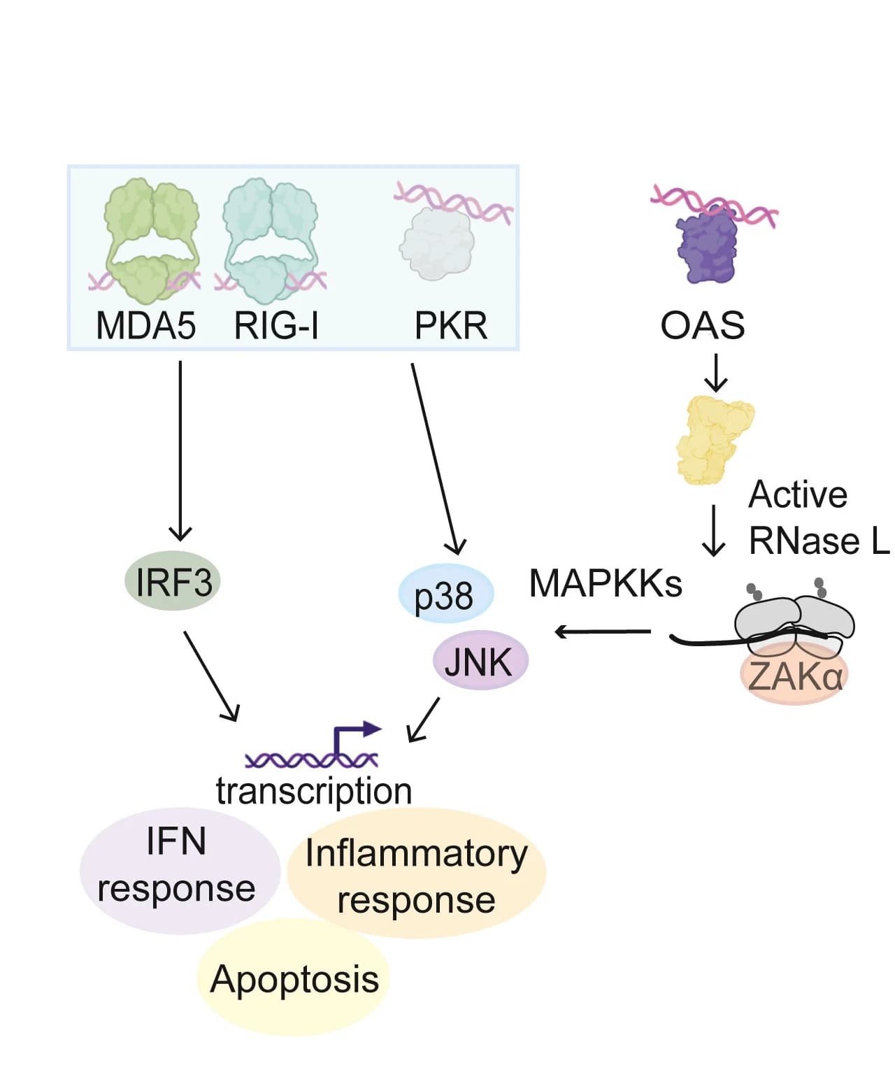 Open access visualization of Workflow, Flowchart, RNase L, dsRNA Pathways, Antiviral Effect