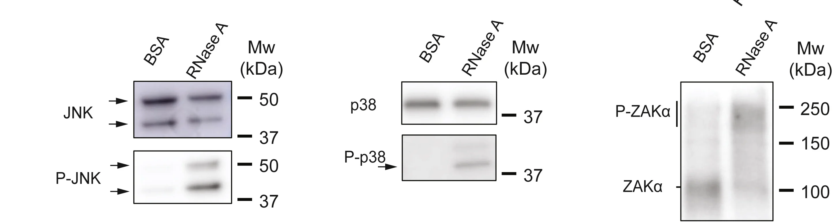 Open access visualization of Gel, JNK, p38, ZAK, RNase A Treatment