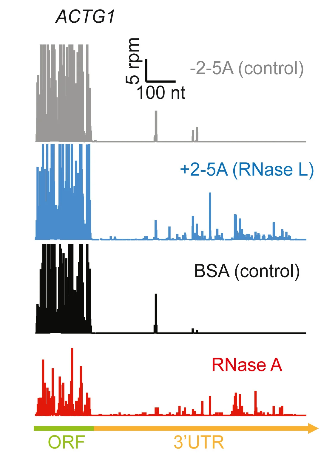 Open access visualization of Bar Plot, Histogram, Ribosome Profiling, 3' UTR, altORF Translation