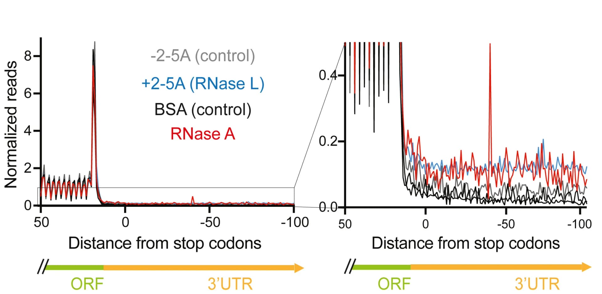 Open access visualization of Line Plot, Metagene Plot, Stop Codon, Main ORFs, Ribosome Footprints