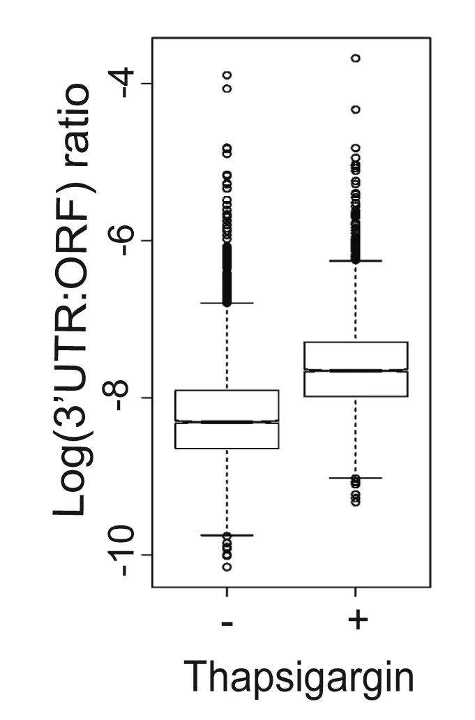 Open access visualization of Box Plot, 3' UTR:ORF Ratio, altORF Translation, Thapsigargin Treatment, UPR Activation