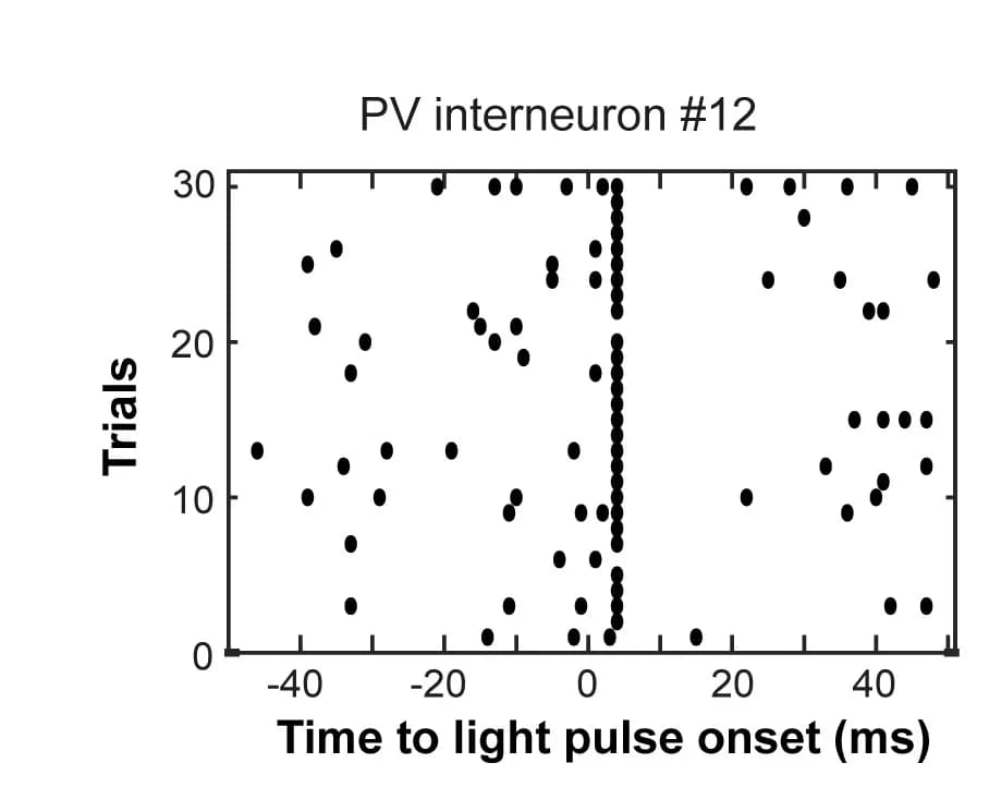 Open access visualization of Scatter Plot, Raster Plot, PV Interneuron, Spiking Activity, Light Stimulus