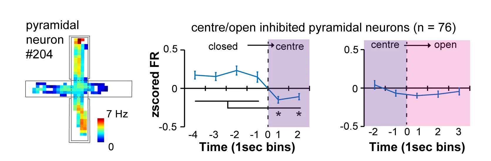 Open access visualization of Line Plot, Error Bars, Heatmap, Spatial Heatmap, Pyramidal Neuron