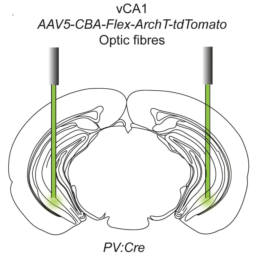 Open access visualization of Illustration, Optic Fibers, rAAV, PV Interneurons