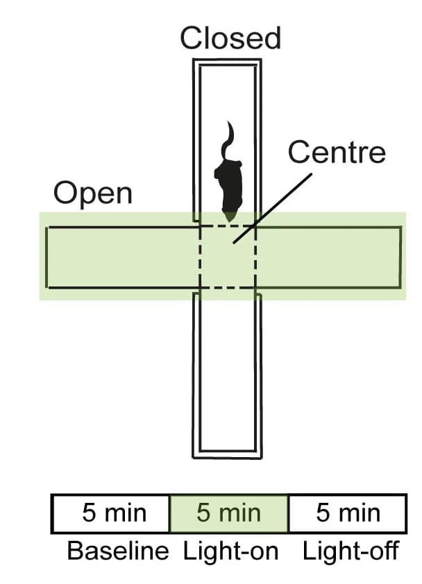Open access visualization of Workflow, Illustration, Optogenetic Silencing, PV Interneurons, Elevated Plus Maze
