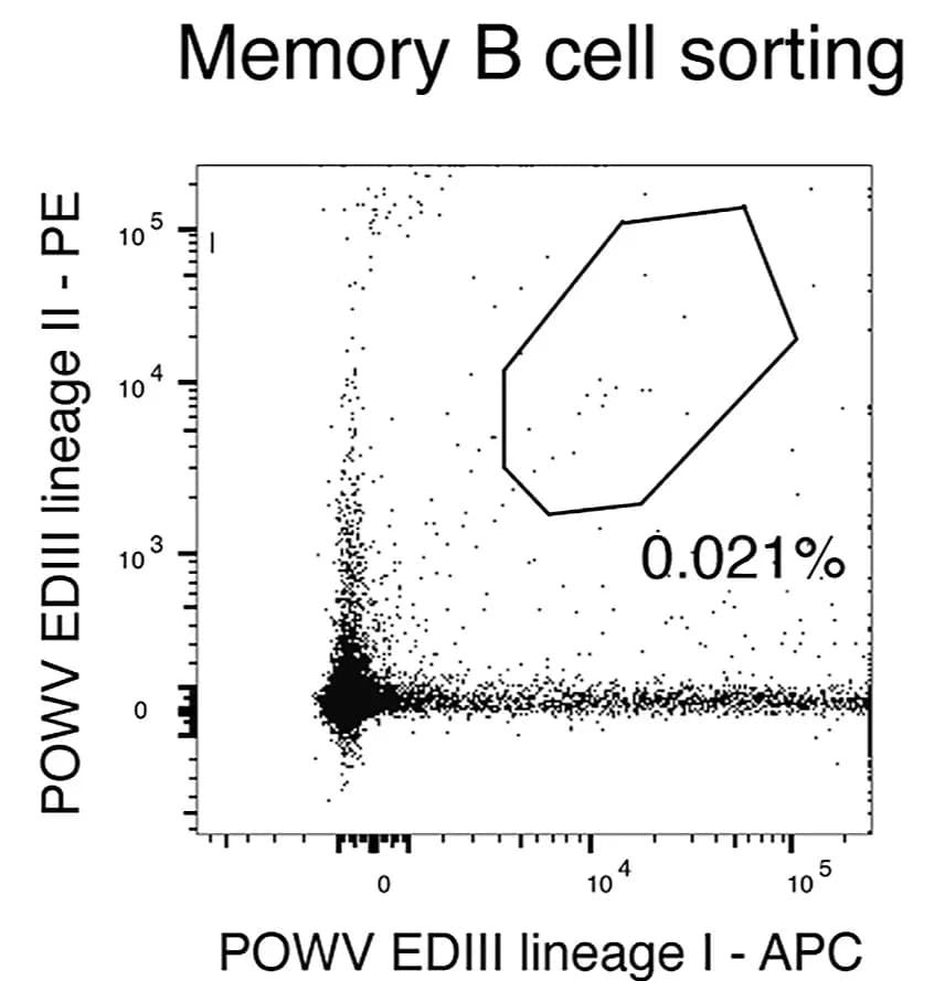Open access visualization of Scatter Plot, POWV-EDIII, Antibodies, Memory B Cells, Flow Cytometry