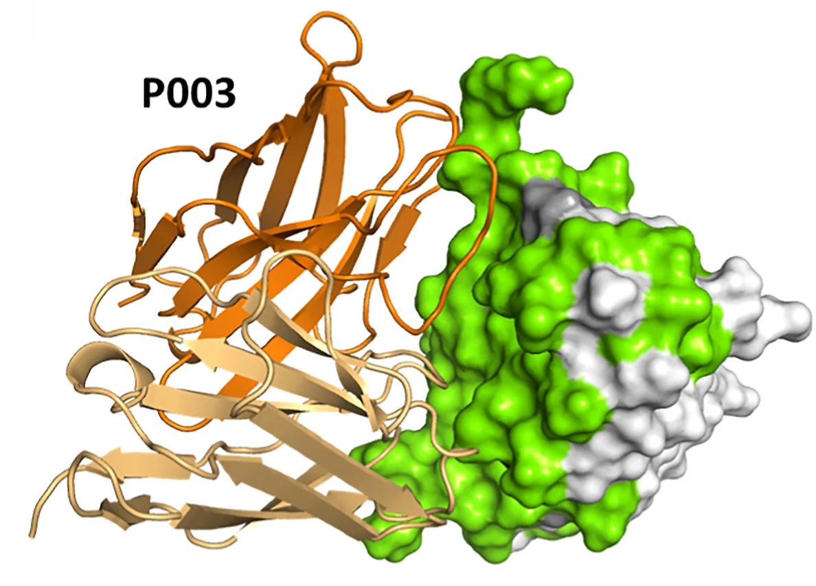 Open access visualization of Protein Structure, P003, ZIKV EDIII Complex, NMR-validated Computational Simulations, EDIII Residues